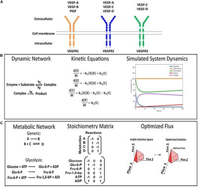 Systems Biology Will Direct Vascular-Targeted Therapy for Obesity